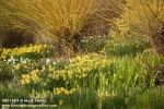 0801594 'Trevithian' Daffodils w/ coppiced Golden Willow bkgnd [Narcissus 'Trevithian'; Salix alba var. vitellina]. Bellevue Botanical Garden, Bellevue, WA. © Mark Turner