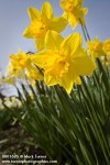 0801695 'Dutch Master' Daffodils [Narcissus 'Dutch Master']. Center for Urban Horticulture, Seattle, WA. © Mark Turner