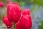 0803821 'The Cure' Tulip blossoms w/ raindrops [Tulipa 'The Cure']. McClendon, Bellingham, WA. © Mark Turner