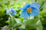 0805066 Himalayan Blue Poppy [Meconopsis betonicifolia]. VanDusen, Vancouver, BC. © Mark Turner
