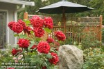 0813482 Red Roses w/ large boulder, decorative fence & shade umbrella bkgnd [Rosa cv.]. Serfoso, Everson, WA. © Mark Turner