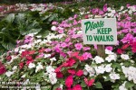 0814599 'Please keep to walks' sign among red, white, pink Impatiens [Impatiens walleriana]. Queen Elizabeth Park, Vancouver, BC. © Mark Turner