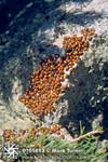 Massed Ladybugs