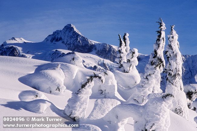 0024096 Mt. Shuksan in winter, framed by snow-covered Sub-alpine Firs. Mt. Baker-Snoqualmie NF Artist Point, WA. © Mark Turner