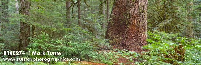 0108274 Giant old-growth Douglas-fir trunk surrounded by Western Hemlock seedlings, huckleberries & ferns [Pseudotsuga menziesii]. Mt. Baker-Snoqualmie NF, WA. © Mark Turner