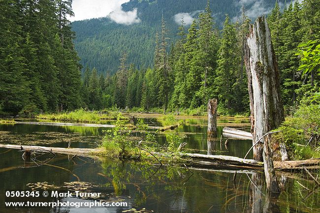 0505345 Small shallow woodland pond. Mt. Baker-Snoqualmie NF Cabin Pond, WA. © Mark Turner