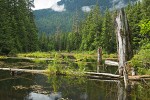 0505345 Small shallow woodland pond. Mt. Baker-Snoqualmie NF Cabin Pond, WA. © Mark Turner