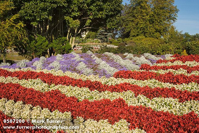 0507200 American Flag of red & white Wax Begonias, Ageratum, Dusty Miller [Begonia semperflorens; Ageratum houstonianum; Senecio cineraria]. Blaine, Peace Arch Park, WA. © Mark Turner