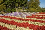 0507200 American Flag of red & white Wax Begonias, Ageratum, Dusty Miller [Begonia semperflorens; Ageratum houstonianum; Senecio cineraria]. Blaine, Peace Arch Park, WA. © Mark Turner