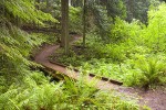 0604474 Sword Ferns carpet ground in Western Hemlock, Douglas-fir, Western Red Cedar forest understory w/ trail & bridge [Polystichum munitum; Tsuga heterophylla; Thuja plicata; Pseudotsuga menziesii]. Stimpson Family Nature Reserve, Bellingham, WA. © Mark Turner