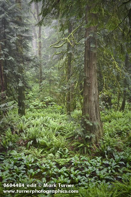 0604484 Western Red Cedars in wetland w/ Skunk Cabbage & Sword Ferns [Thuja plicata; Lysichiton americanus; Polystichum munitum]. Stimpson Family Nature Reserve, Bellingham, WA. © Mark Turner