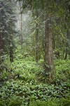 0604484 Western Red Cedars in wetland w/ Skunk Cabbage & Sword Ferns [Thuja plicata; Lysichiton americanus; Polystichum munitum]. Stimpson Family Nature Reserve, Bellingham, WA. © Mark Turner