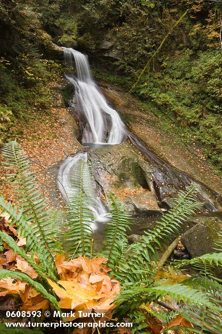 0608593 Racehorse Creek Falls, autumn w/ Sword Fern & fallen leaves fgnd (deep focus) [Polystichum munitum]. Whatcom Co., Racehorse Cr., WA. © Mark Turner