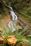 0608593 Racehorse Creek Falls, autumn w/ Sword Fern & fallen leaves fgnd (deep focus) [Polystichum munitum]. Whatcom Co., Racehorse Cr., WA. © Mark Turner