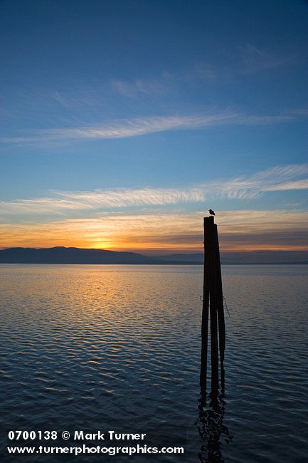 0700138 Sunset over Bellingham Bay w/ silhouette of seagull on piling, Lummi Island bkgnd. Bellingham, Boulevard Park, WA. © Mark Turner