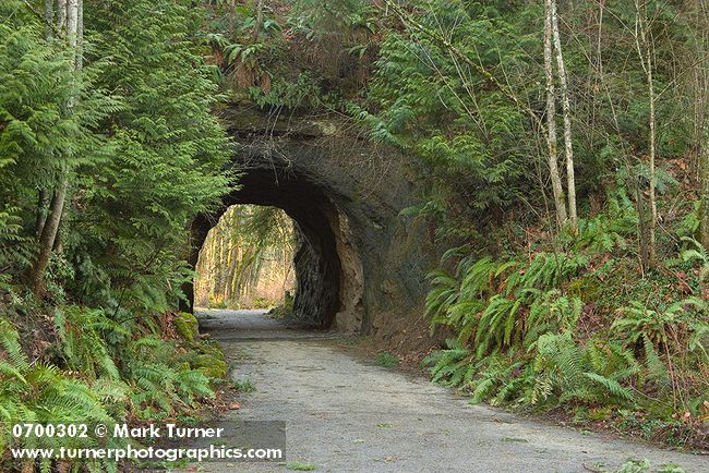 0700302 Tunnel through Chuckanut sandstone, framed by Sword Ferns & Western Red Cedars [Polystichum munitum; Thuja plicata]. Bellingham, Sehome Hill Arboretum, WA. © Mark Turner