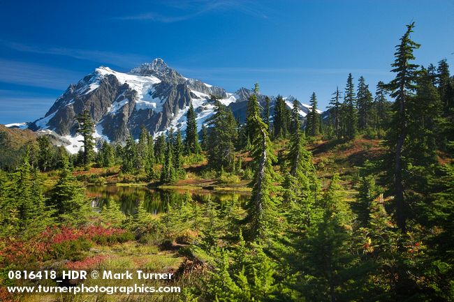 0816420 Mt. Shuksan fr Picture Lake w/ Cascades Blueberries soft fgnd, Mountain Hemlocks [Vaccinium deliciosum.; Tsuga mertensiana]. Mt. Baker-Snoqualmie NF Heather Meadows, WA. © Mark Turner