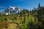 0816420 Mt. Shuksan fr Picture Lake w/ Cascades Blueberries soft fgnd, Mountain Hemlocks [Vaccinium deliciosum.; Tsuga mertensiana]. Mt. Baker-Snoqualmie NF Heather Meadows, WA. © Mark Turner