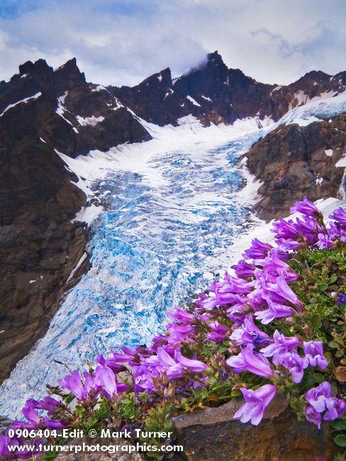 0906404 Davidson's Penstemon w/ Black Buttes & Deming Glacier bkgnd [Penstemon davidsonii]. Mt. Baker-Snoqualmie NF Railroad Grade, WA. © Mark Turner