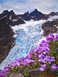 0906404 Davidson's Penstemon w/ Black Buttes & Deming Glacier bkgnd [Penstemon davidsonii]. Mt. Baker-Snoqualmie NF Railroad Grade, WA. © Mark Turner