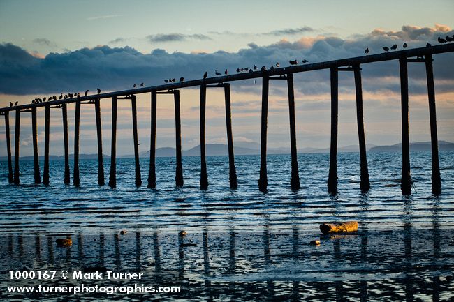 1000167 Cormorants & Gulls on elevated pipe along Bellingham Bay. Little Squalicum Beach, Bellingham, WA. © Mark Turner