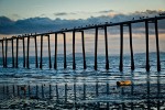 1000167 Cormorants & Gulls on elevated pipe along Bellingham Bay. Little Squalicum Beach, Bellingham, WA. © Mark Turner