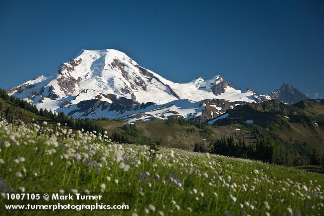 1007105 Mt. Baker fr Skyline Divide w/ Sitka Valerian in meadow fgnd [Valeriana sitchensis]. Mt. Baker Wilderness Skyline Divide, WA. © Mark Turner