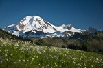 1007105 Mt. Baker fr Skyline Divide w/ Sitka Valerian in meadow fgnd [Valeriana sitchensis]. Mt. Baker Wilderness Skyline Divide, WA. © Mark Turner