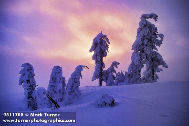 9511708 Setting sun through clouds behind snow-encrusted Hemlocks & Firs on Ptarmigan Ridge [Tsuga mertensiana; Abies lasiocarpa]. Mt. Baker Wilderness, WA. © Mark Turner