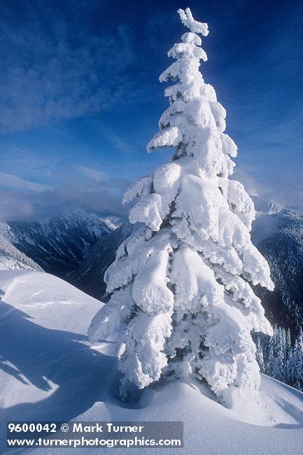 9600042 Snow-covered Subalpine Fir on Goat Mtn. [Abies lasiocarpa]. Mt. Baker Wilderness, WA. © Mark Turner