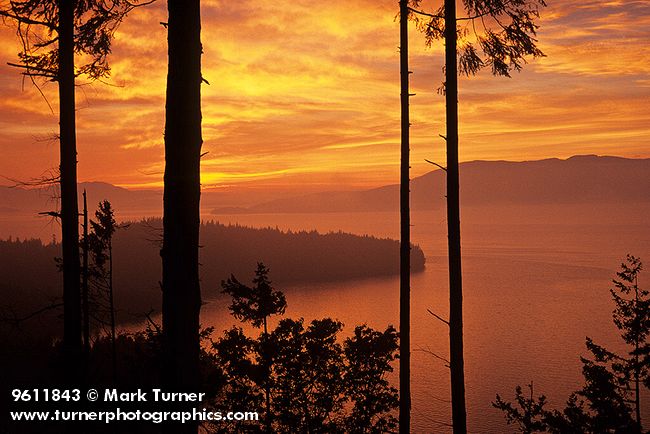 9611843 Sunset through trees over Larrabee SP & San Juan Islands fr Cleator Rd. Larrabee SP, WA. © Mark Turner