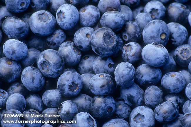 9706692 Bluecrop blueberries. Boxx Berry Farm, Ferndale, WA. © Mark Turner