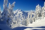 9712697 Mt. Baker behond snow-covered Mountain Hemlocks [Tsuga mertensiana]. Mt. Baker-Snoqualmie NF Artist Point, WA. © Mark Turner