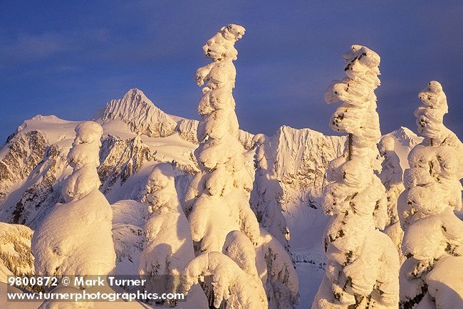 9800872 Mt. Shuksan framed by snow-covered Mountain Hemlocks late afternoon [Tsuga mertensiana]. Mt. Baker-Snoqualmie NF Artist Point, WA. © Mark Turner