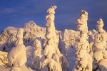 9800872 Mt. Shuksan framed by snow-covered Mountain Hemlocks late afternoon [Tsuga mertensiana]. Mt. Baker-Snoqualmie NF Artist Point, WA. © Mark Turner