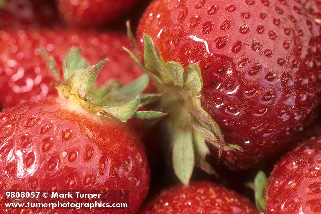 9808057 Ripe Puget Reliant Strawberries, detail. Boxx Berry Farm, Ferndale, WA. © Mark Turner