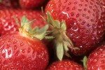 9808057 Ripe Puget Reliant Strawberries, detail. Boxx Berry Farm, Ferndale, WA. © Mark Turner