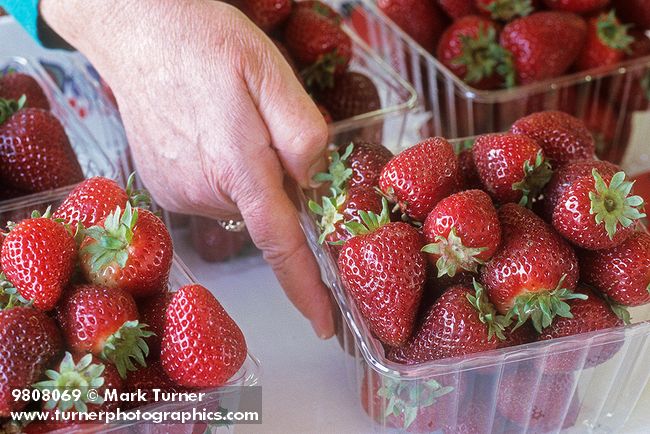 9808069 Woman's hand selects quart basket of ripe Puget Reliant Strawberries. Boxx Berry Farm, Ferndale, WA. © Mark Turner