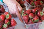 9808069 Woman's hand selects quart basket of ripe Puget Reliant Strawberries. Boxx Berry Farm, Ferndale, WA. © Mark Turner