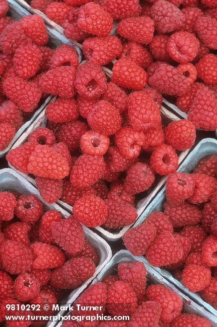 9810292 Ripe red raspberries in baskets (McPhail farms). Bellingham, WA. © Mark Turner