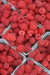 9810292 Ripe red raspberries in baskets (McPhail farms). Bellingham, WA. © Mark Turner