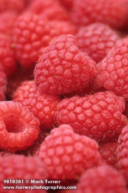 9810301 Ripe red raspberries, detail (McPhail farms). Bellingham, WA. © Mark Turner