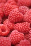 9810301 Ripe red raspberries, detail (McPhail farms). Bellingham, WA. © Mark Turner