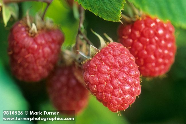 9810526 Ripe 'Meeker' Red Raspberries among foliage. McPhail, Lynden, WA. © Mark Turner