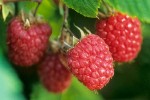 9810526 Ripe 'Meeker' Red Raspberries among foliage. McPhail, Lynden, WA. © Mark Turner