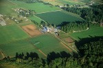 9813539 Dairy farm w/ barns surrounded by corn & other crops, aerial. Whatcom Co., WA. © Mark Turner