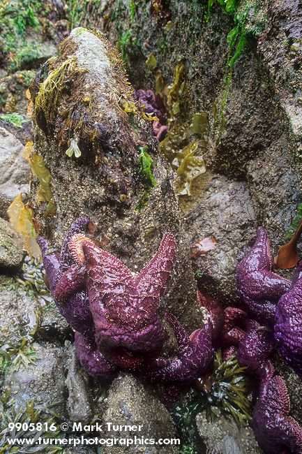 9905816 Ochre Sea Stars on exposed rock at low tide [Pisaster ochraceus]. Larrabee SP, WA. © Mark Turner