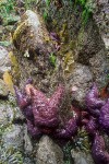 9905816 Ochre Sea Stars on exposed rock at low tide [Pisaster ochraceus]. Larrabee SP, WA. © Mark Turner