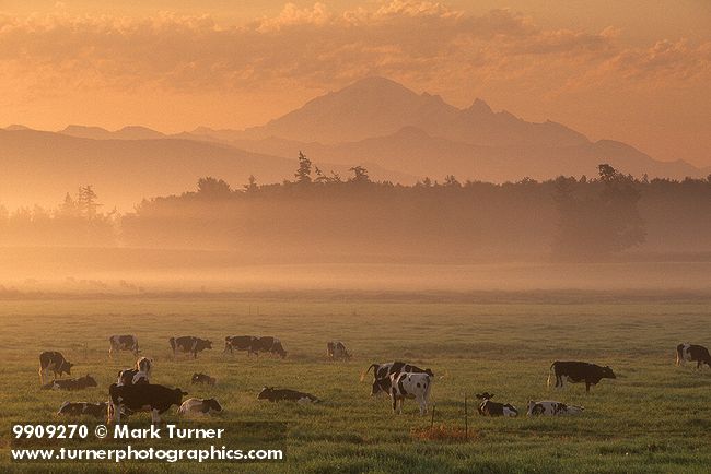 9909270 Cows grazing in pasture at sunrise w/ Mt. Baker bkgnd. Whatcom Co., Hannegan Rd., WA. © Mark Turner