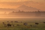 9909270 Cows grazing in pasture at sunrise w/ Mt. Baker bkgnd. Whatcom Co., Hannegan Rd., WA. © Mark Turner